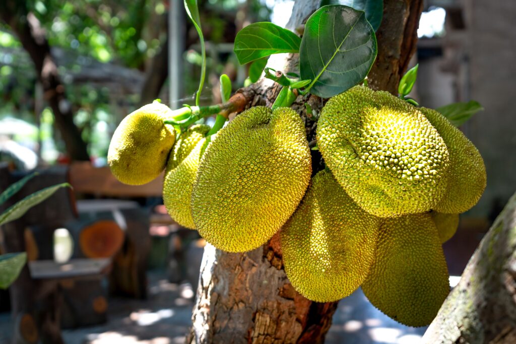 A detailed view of ripe jackfruits hanging from a tree in natural sunlight.
