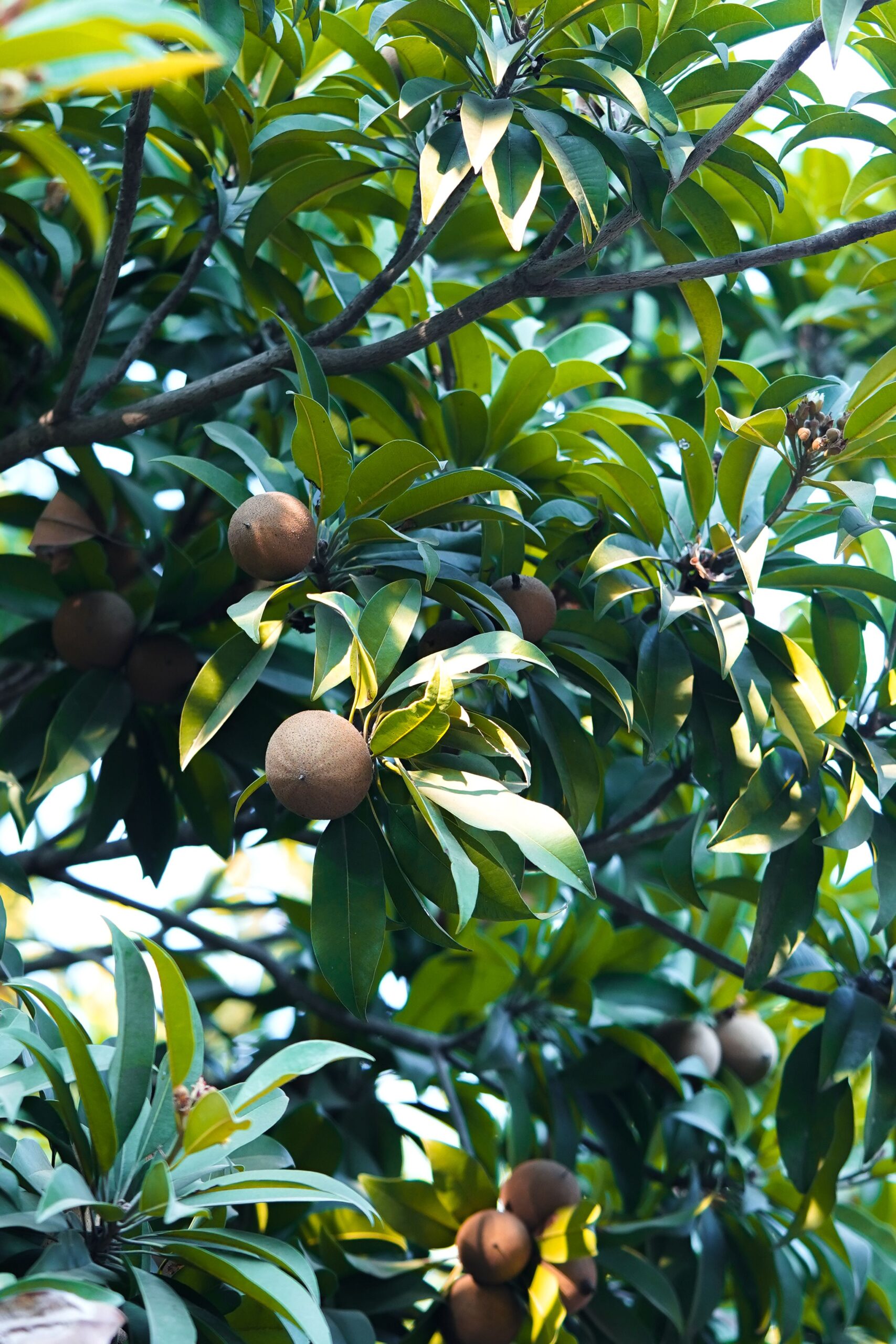Close-up of a Chiku tree with ripe Sapodilla fruits surrounded by lush green leaves.