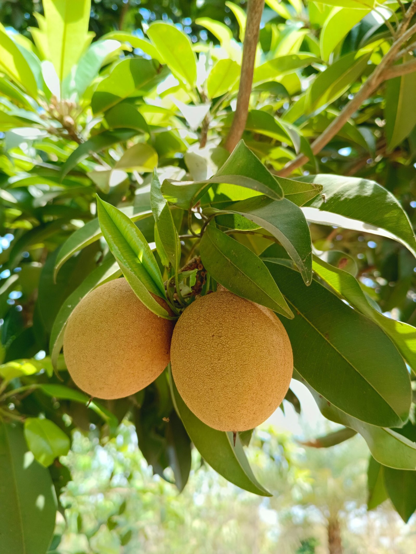 Vibrant close-up of ripe sapodilla fruits hanging on a tree, showcasing freshness and natural beauty.