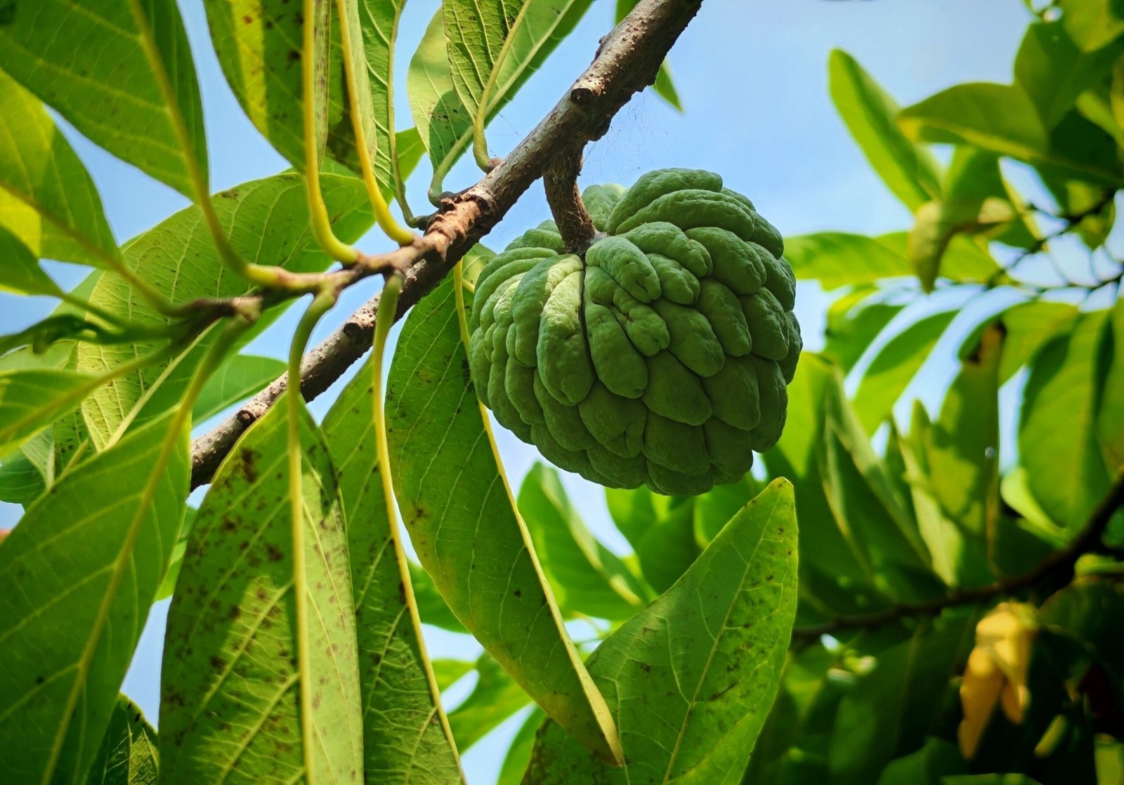 A sugar apple fruit hanging from a branch surrounded by lush green leaves and blue sky background.