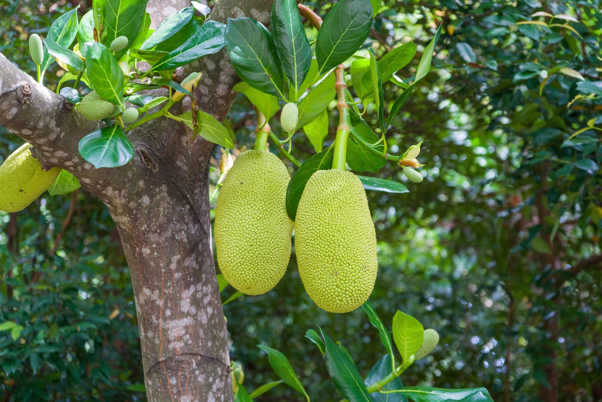 Vibrant jackfruit hanging from a tree surrounded by lush green leaves in a tropical environment.